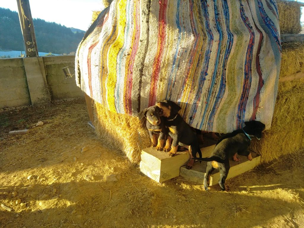 Des Gardiens Du Serre De La Mure - Chiot disponible  - Berger de Beauce