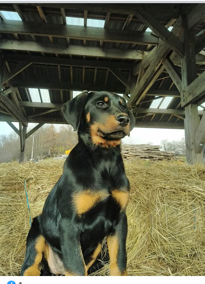 Chiots 2024 de tabriz et Neptune