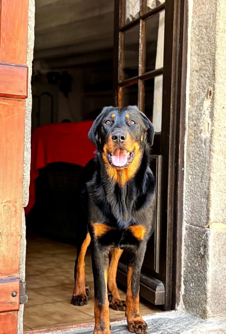 les chiots grandissent