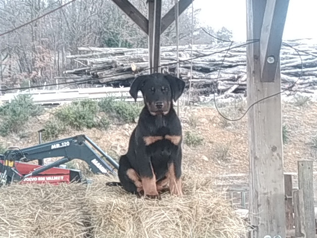 Des Gardiens Du Serre De La Mure - Chiots disponibles - Berger de Beauce