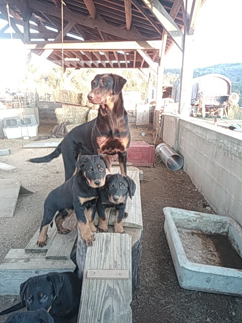 Des Gardiens Du Serre De La Mure - Chiots disponibles - Berger de Beauce