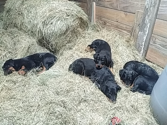 Des Gardiens Du Serre De La Mure - Chiots disponibles - Berger de Beauce