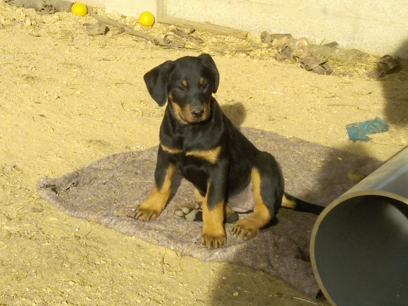 Des Gardiens Du Serre De La Mure - Chiots disponibles - Berger de Beauce